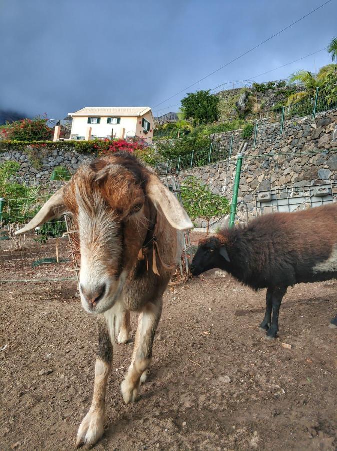 Quinta Terezinha Villa Ribeira Brava Ngoại thất bức ảnh