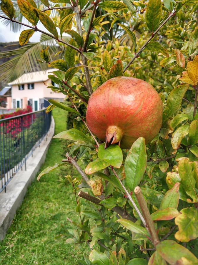 Quinta Terezinha Villa Ribeira Brava Ngoại thất bức ảnh
